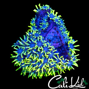 ULTRA GREEN STAR POLYP