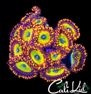 CANDY APPLE RED ZOA COLONY