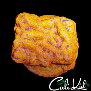 ORANGE BABY LEPTOSARIS