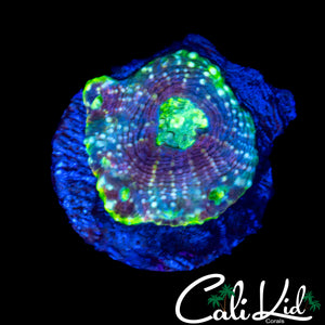 MYSTERY CORAL