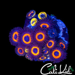 ASSORTED ZOA MINI COLONY