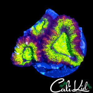 PINK SLICE ACAN TRIPLE