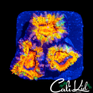 BEAUTIFUL RAINBOW ACAN TRIPLE