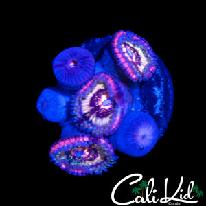 CK PINK CAVIAR ZOA MINI COLONY