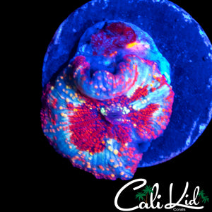 CK UNRELEASED RARE DISCO MUSHROOM