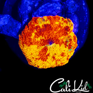 CK GREEN MONSTER MUSHROOM