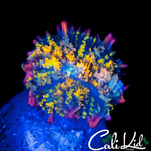 CK UNRELEASED BOUNCE MUSHROOM