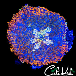 XL SPOTTED RHODACTIS