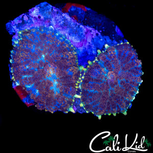 GOLD RIM RHODACTIS DOUBLE