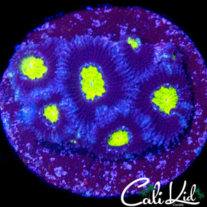 YELLOW MICROMUSSA