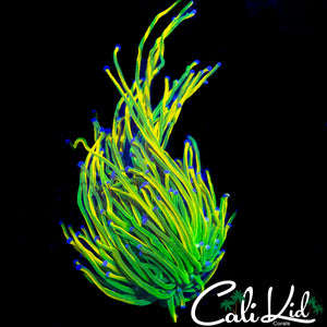 ASD HOLY GRAIL TORCH (SUPER LONG TENTACLES)
