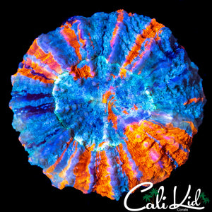 ULTRA RAINBOW ACANTHO