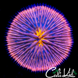 ORANGE MOUTH / PINK RIM FUNGIA