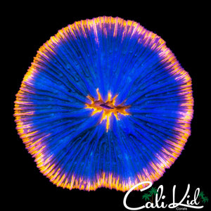 STUNNING BLUE / ORANGE PLATE