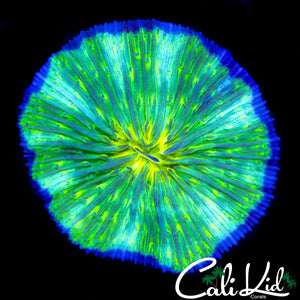 YELLOW MOUTH PIN WHEEL PLATE