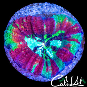 RARE RAINBOW SYMPHYLLIA