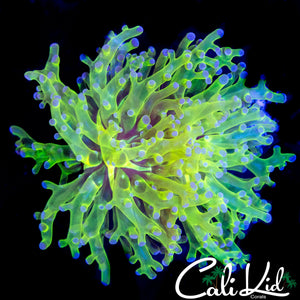 PURPLE / GOLD BRANCHING FROGSPAWN