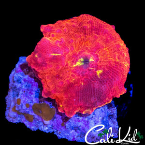 RARE RED ECLECTUS MUSHROOM