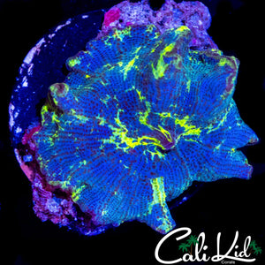 XL KRYPTONITE MUSHROOM