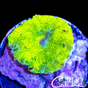 BLINDING ECLECTUS MUSHROOM (SUPER BRIGHT)
