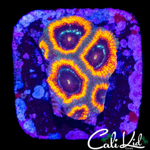 RAINBOW EYE MICROMUSSA