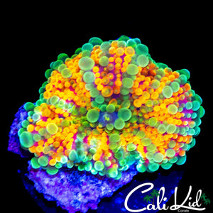 CK ACID TRIP MUSHROOM