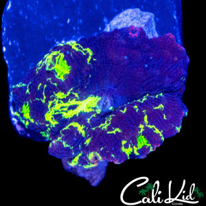 XL KRYPTONITE MUSHROOM