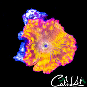 RARE PATTERN DISCO MUSHROOM
