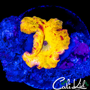 ECLECTUS MUSHROOM