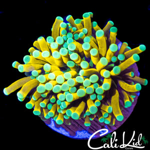 STUNNING BANANA TORCH