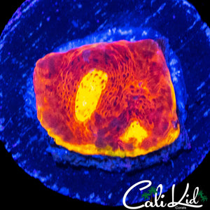 RAINBOW EYE CHALICE FRAG