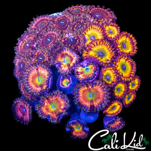 ASSORTED ZOA COLONY