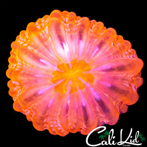 CHERRY BLOSSOM CYNARINA