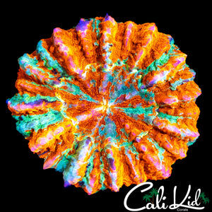 BEAUTIFUL MINI ACANTHO