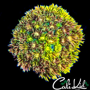 MALAYSIAN RAINBOW GONI COLONY