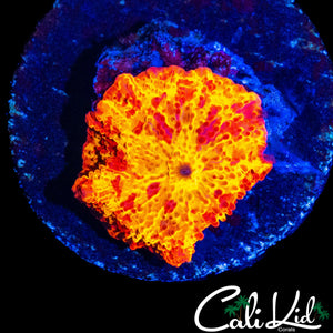 RARE PATTERN ECLECTUS MUSHROOM