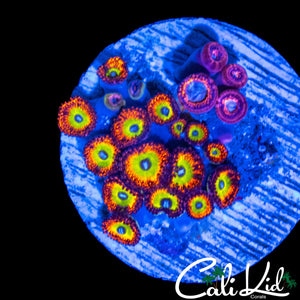 ASSORTED ZOA MINI COLONY