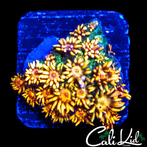 STUNNING RAINBOW GONI CHUNK