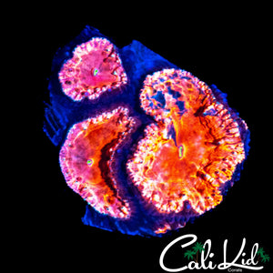PINK LEMONADE BLASTO TRIPLE