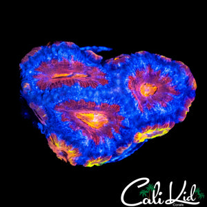 ULTRA RAINBOW ACAN MINI COLONY