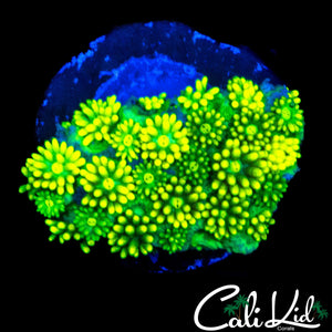 SUPER BRIGHT ULTRA GONI