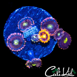 ASSORTED ZOA FRAG