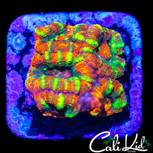 CANDY STRIPE ACAN MINI COLONY
