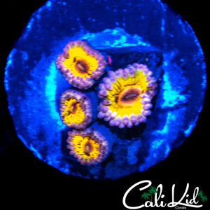 STRATOCASTER TYPE ZOA QUAD