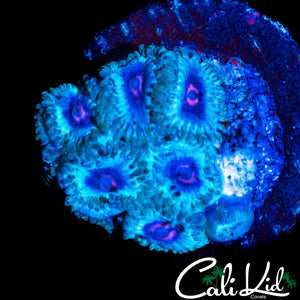 MIAMI VICE TYPE ZOA MINI COLONY