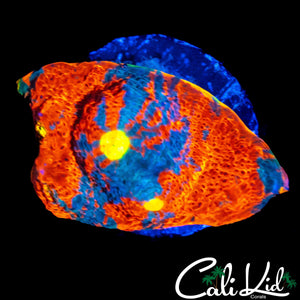 BIG EYE RAINBOW CHALICE FRAG