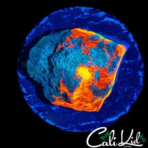BIG EYE RAINBOW CHALICE FRAG