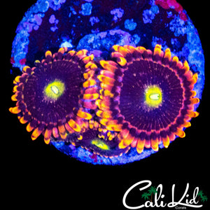 CK ANTI MATTER ZOA TRIPLE