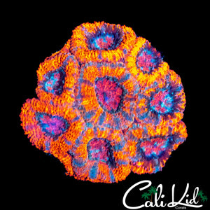 MYSTERY ACAN MINI COLONY
