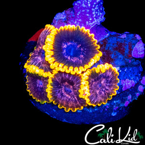 JF ACID REFLUX MINI COLONY